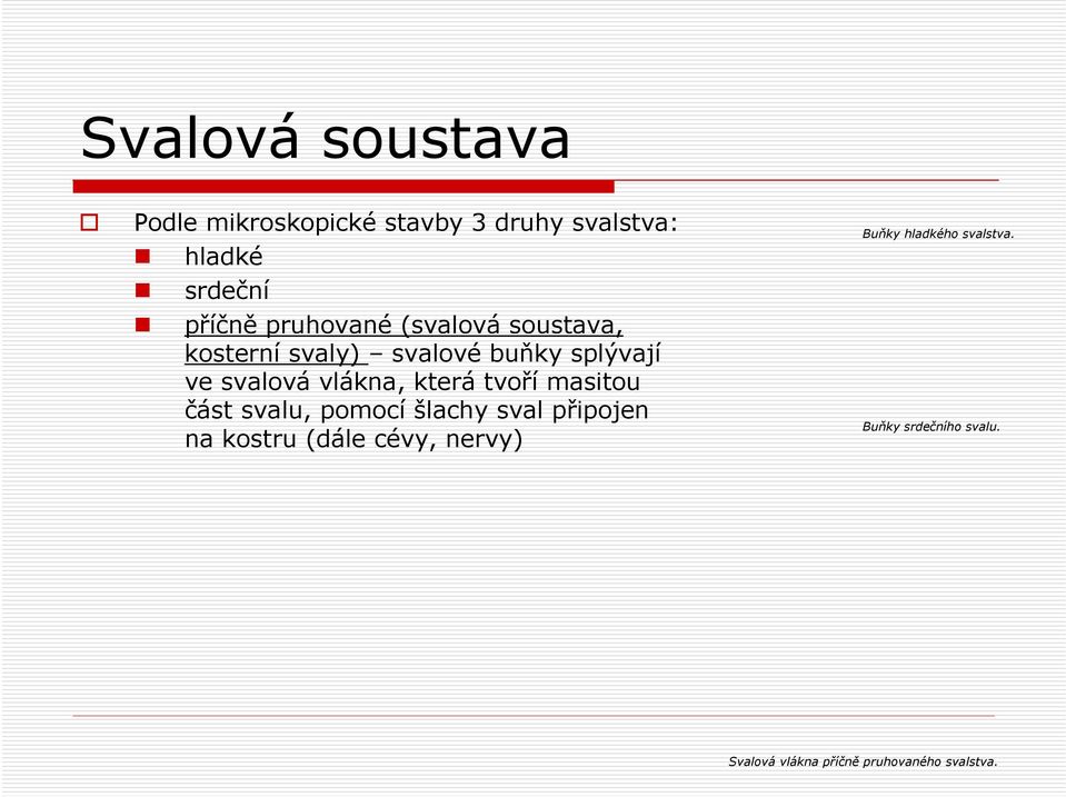 která tvoří masitou část svalu, pomocí šlachy sval připojen na kostru (dále cévy,