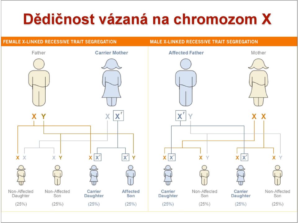 chromozom
