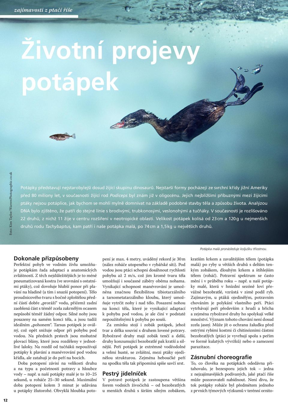 Jejich nejbližšími příbuznými mezi žijícími ptáky nejsou potáplice, jak bychom se mohli mylně domnívat na základě podobné stavby těla a způsobu života.