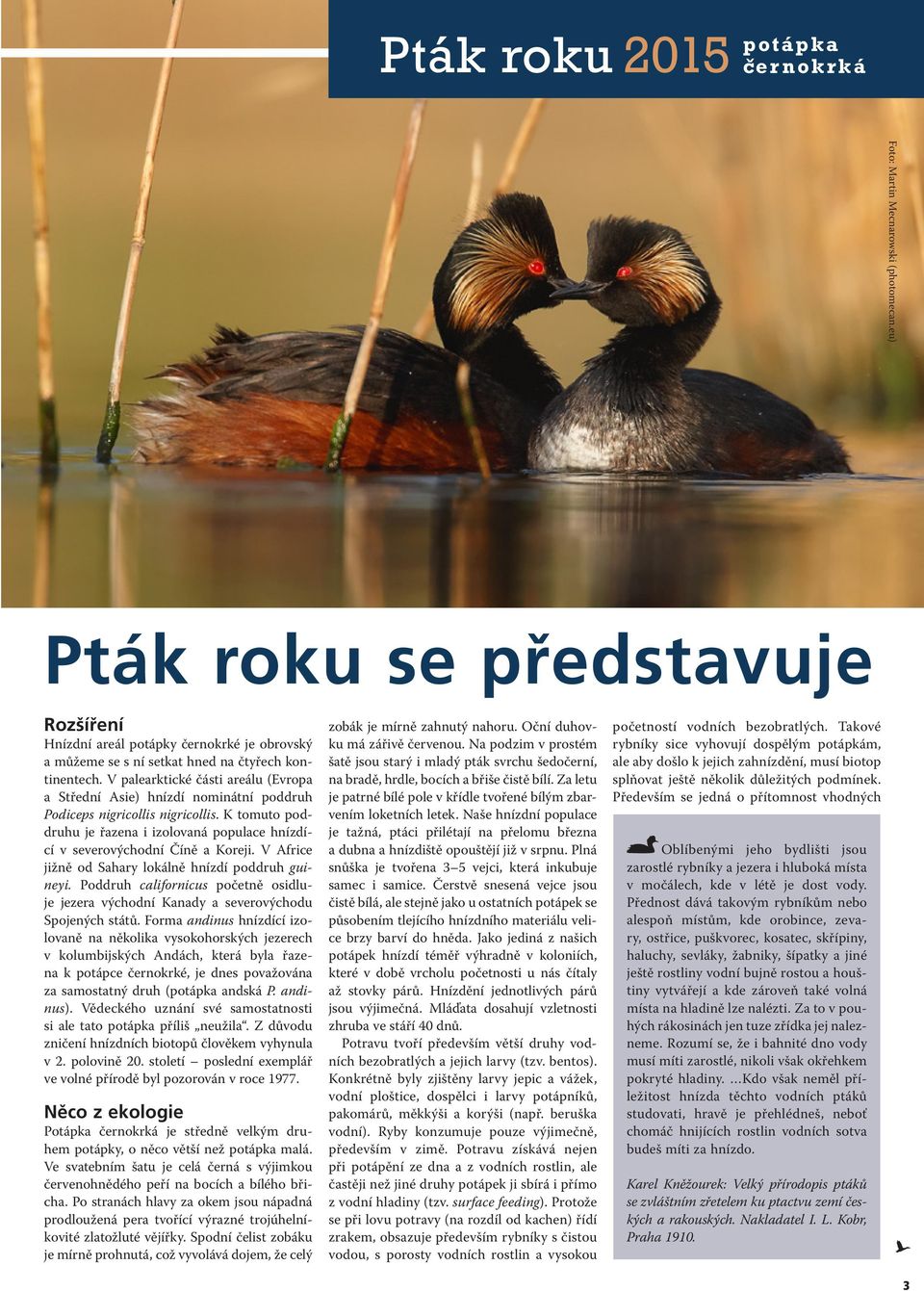 V Africe jižně od Sahary lokálně hnízdí poddruh guineyi. Poddruh californicus početně osidluje jezera východní Kanady a severovýchodu Spojených států.