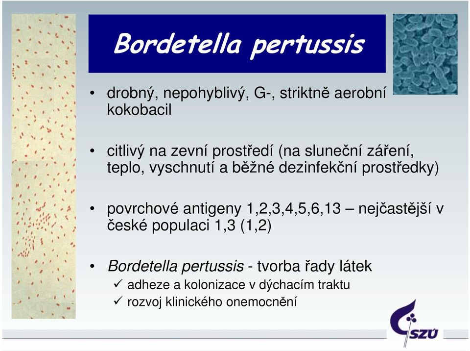 povrchové antigeny 1,2,3,4,5,6,13 nejčastější v české populaci 1,3 (1,2) Bordetella