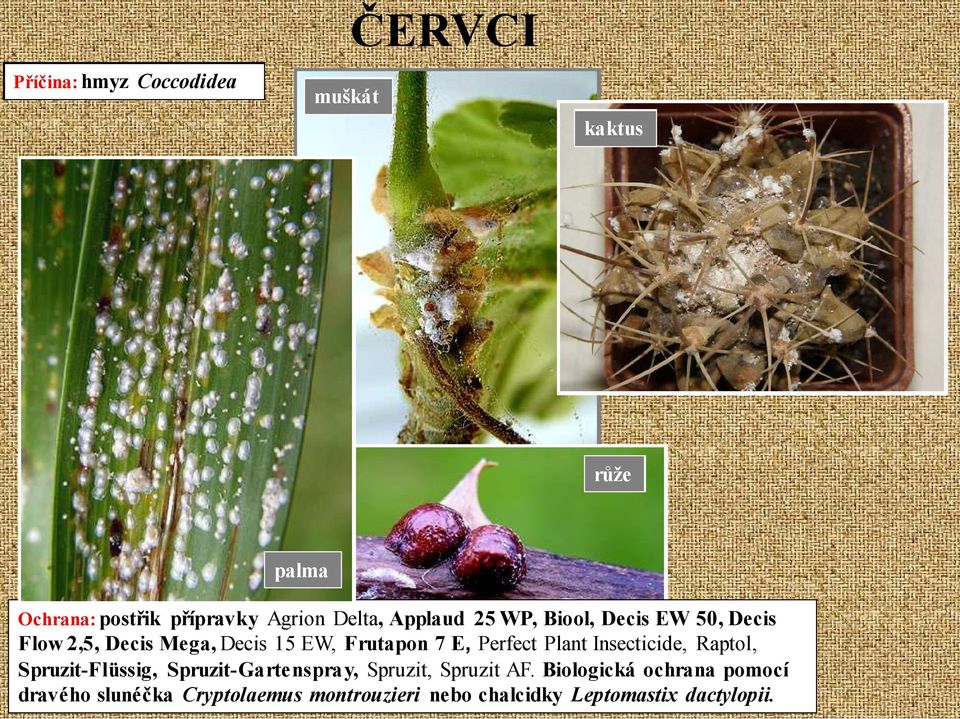 Plant Insecticide, Raptol, Spruzit-Flüssig, Spruzit-Gartenspray, Spruzit, Spruzit AF.