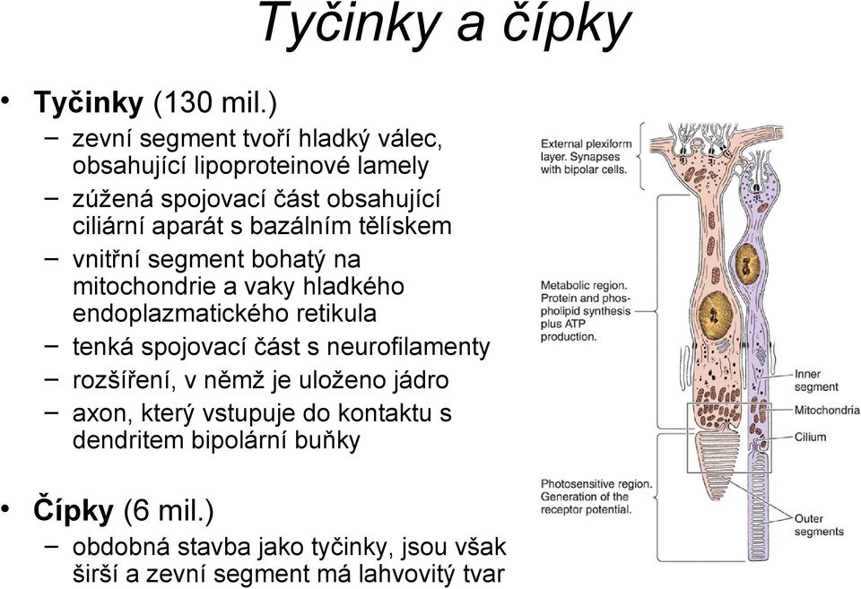 bazálním tělískem vnitřní segment bohatý na mitochondrie a vaky hladkého endoplazmatického retikula tenká spojovací