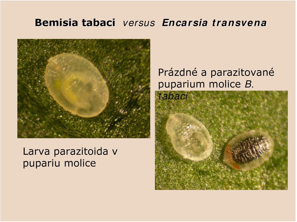 parazitované puparium molice B.