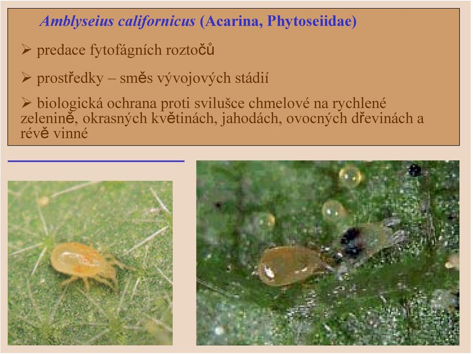 biologická ochrana proti svilušce chmelové na rychlené