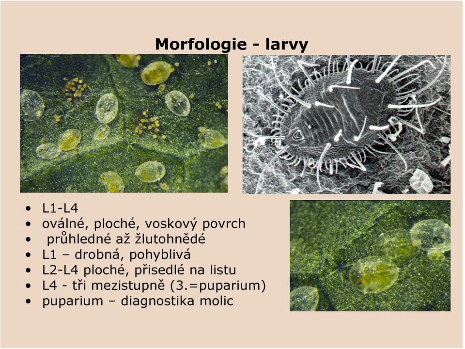 pohyblivá L2-L4 ploché, přisedlé na listu L4 -