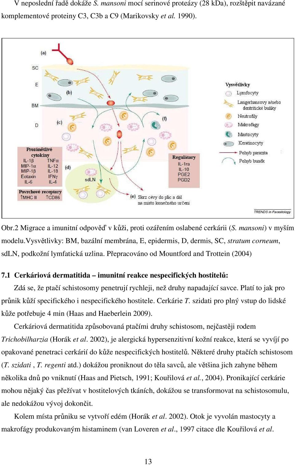 vysvětlivky: BM, bazální membrána, E, epidermis, D, dermis, SC, stratum corneum, sdln, podkožní lymfatická uzlina. Přepracováno od Mountford and Trottein (2004) 7.