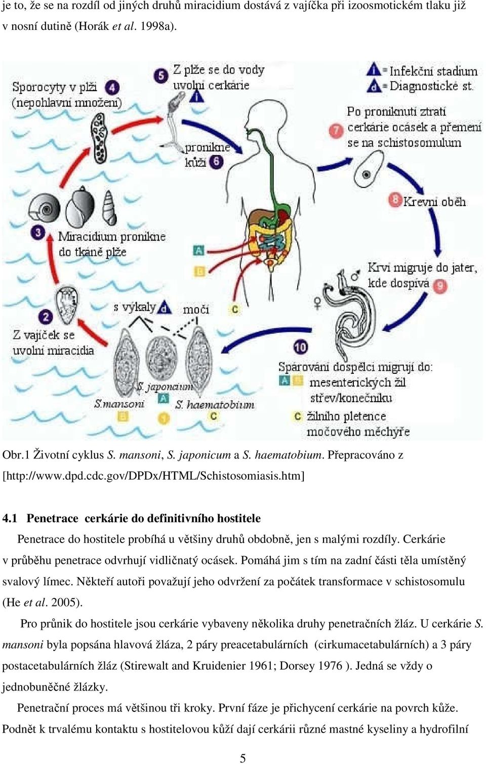Cerkárie v průběhu penetrace odvrhují vidličnatý ocásek. Pomáhá jim s tím na zadní části těla umístěný svalový límec.