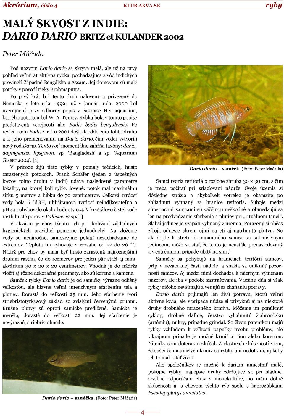 Po prvý krát bol tento druh nalovený a privezený do Nemecka v lete roku 1999; už v januári roku 2000 bol uverejnený prvý odborný popis v časopise Het aquarium, ktorého autorom bol W. A. Tomey.