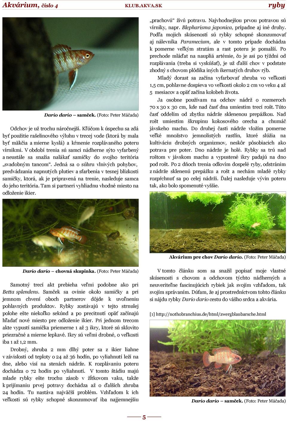 Po prechode mláďat na naupliá artémie, čo je asi po týždni od rozplávania (treba si vyskúšať), je už ďalší chov v podstate zhodný s chovom plôdika iných ikernatých druhov rýb.