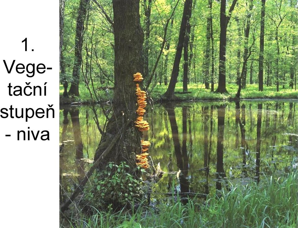 stupeň -