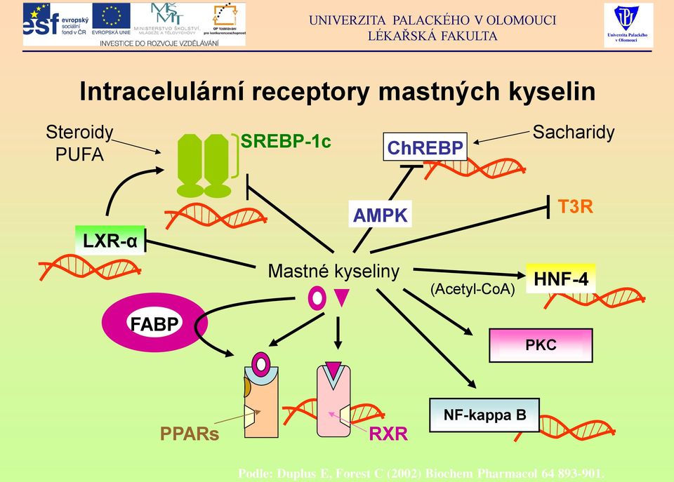 kyseliny (Acetyl-CoA) HNF-4 FABP PKC PPARs RXR NF-kappa