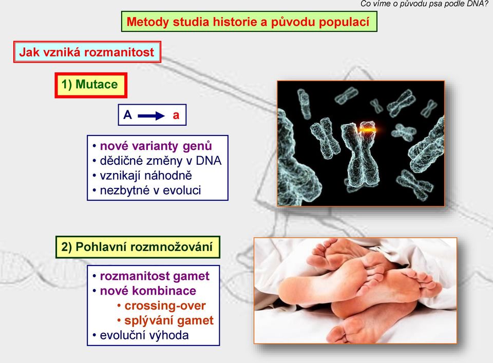 náhodně nezbytné v evoluci 2) Pohlavní rozmnožování rozmanitost