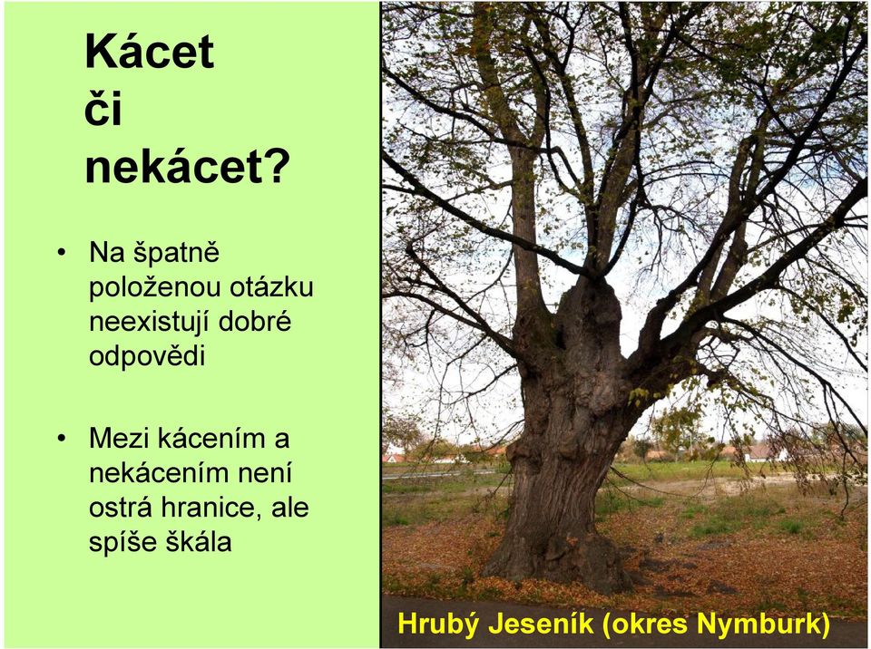 dobré odpovědi Mezi kácením a nekácením