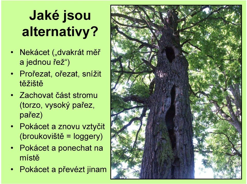 snížit těžiště Zachovat část stromu (torzo, vysoký pařez,