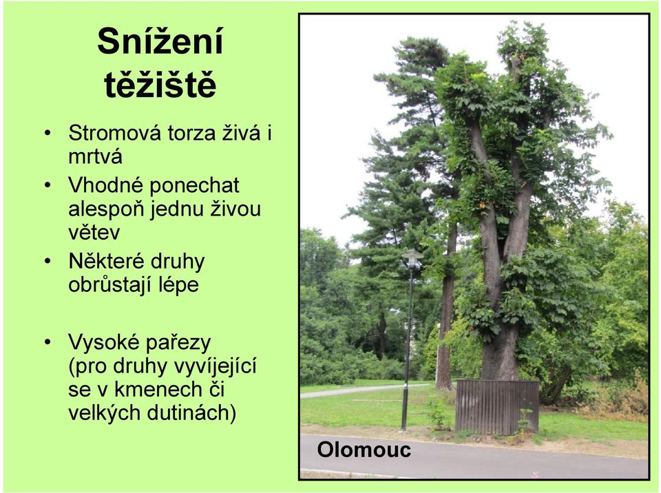 Některé druhy obrůstají lépe Vysoké pařezy (pro
