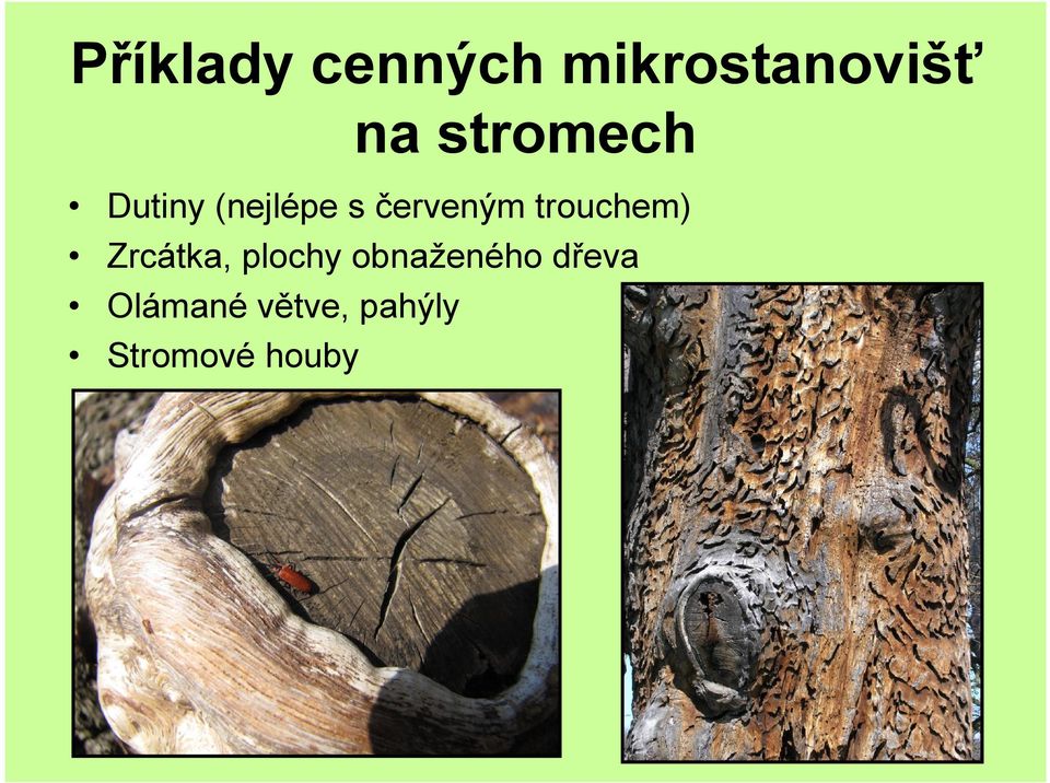 trouchem) Zrcátka, plochy obnaženého