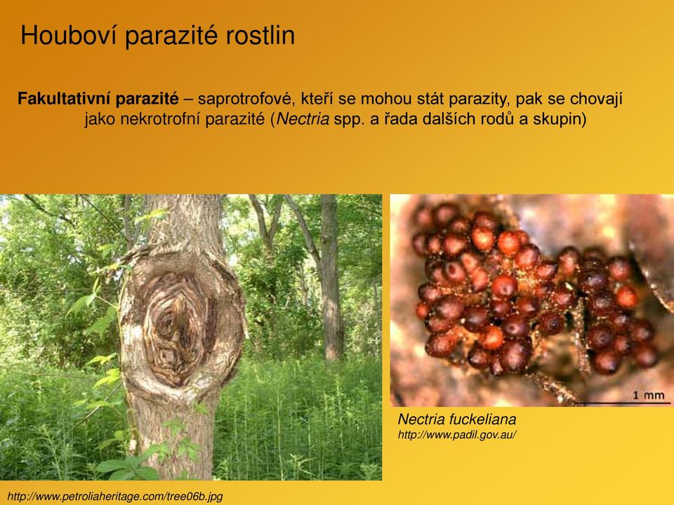parazité (Nectria spp.