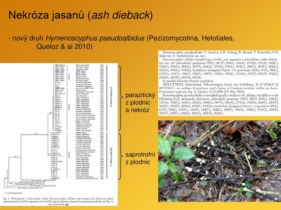 (Pezizomycotina, Helotiales, Queloz & al