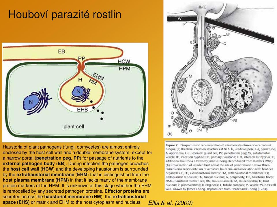 During infection the pathogen breaches the host cell wall (HCW) and the developing haustorium is surrounded by the extrahaustorial membrane (EHM) that is distinguished from the host plasma membrane