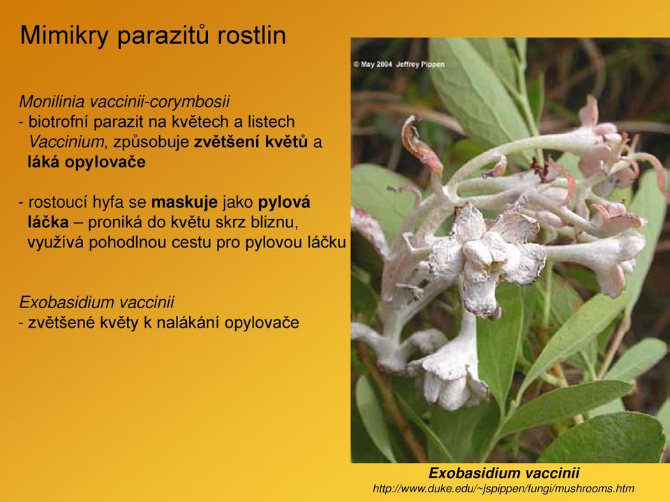 proniká do květu skrz bliznu, využívá pohodlnou cestu pro pylovou láčku Exobasidium vaccinii -