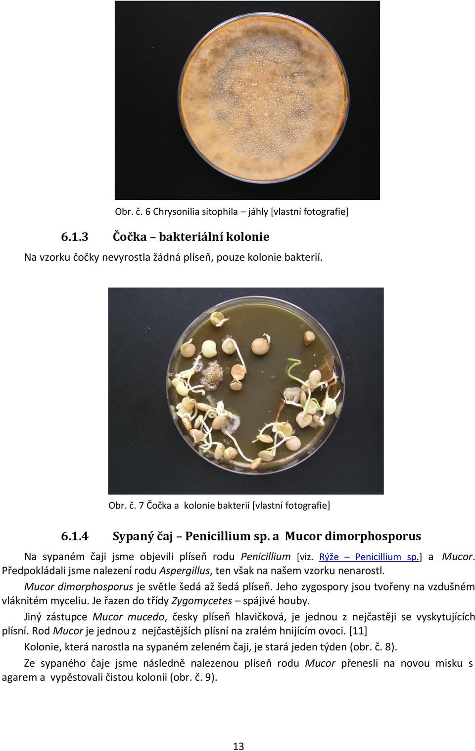 Předpokládali jsme nalezení rodu Aspergillus, ten však na našem vzorku nenarostl. Mucor dimorphosporus je světle šedá až šedá plíseň. Jeho zygospory jsou tvořeny na vzdušném vláknitém myceliu.