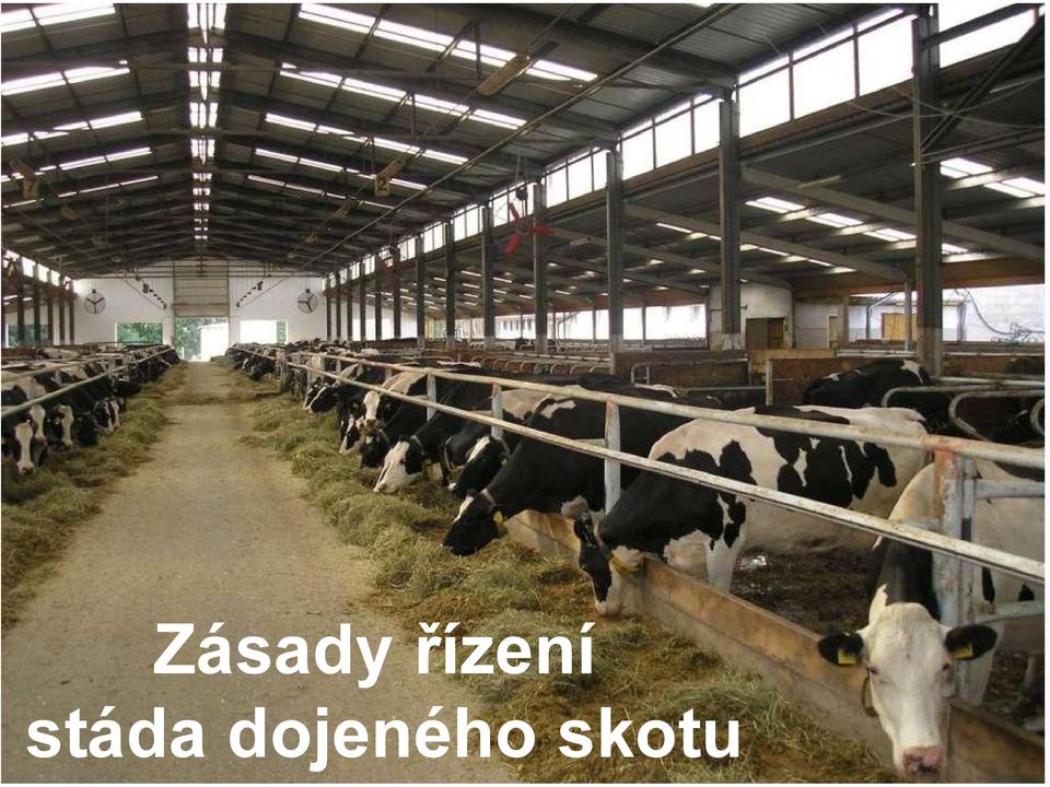 stáda