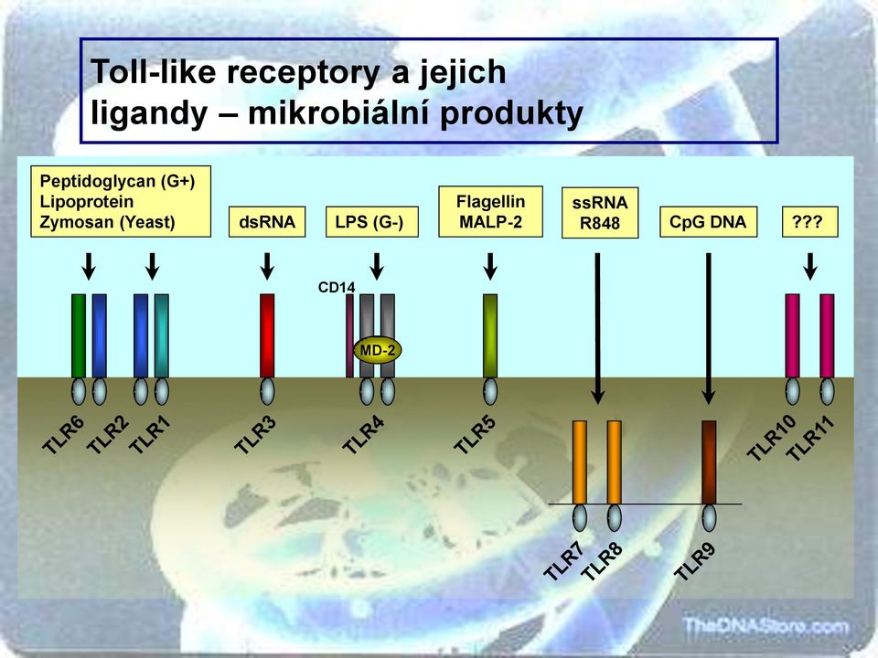 Lipoprotein Zymosan (Yeast) dsrna LPS