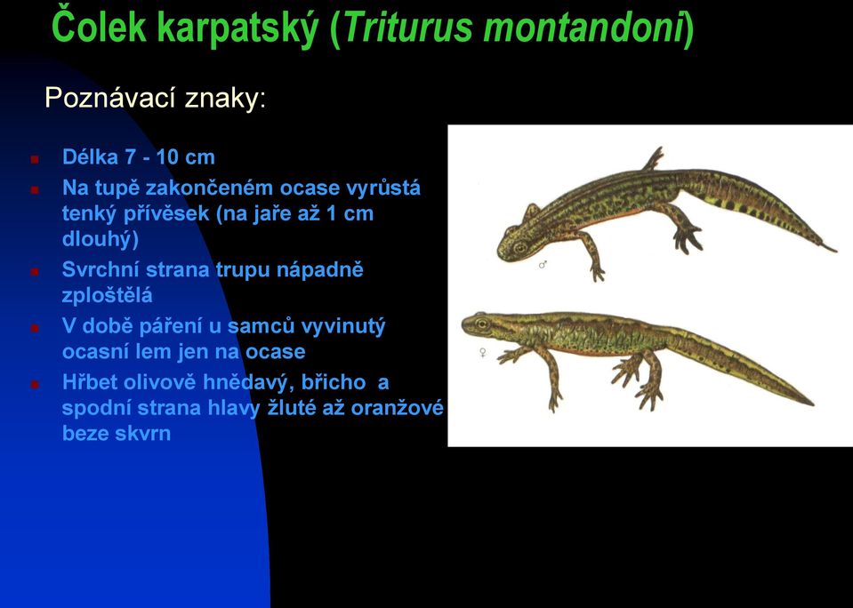 strana trupu nápadně zploštělá V době páření u samců vyvinutý ocasní lem jen