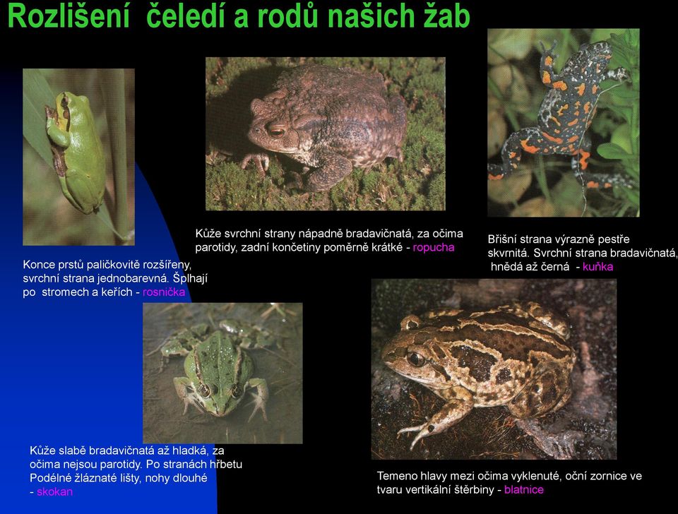 ropucha Břišní strana výrazně pestře skvrnitá.