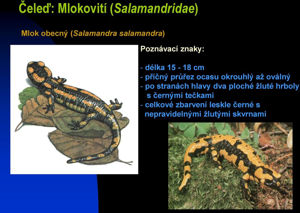 okrouhlý až oválný - po stranách hlavy dva ploché žluté hrboly s