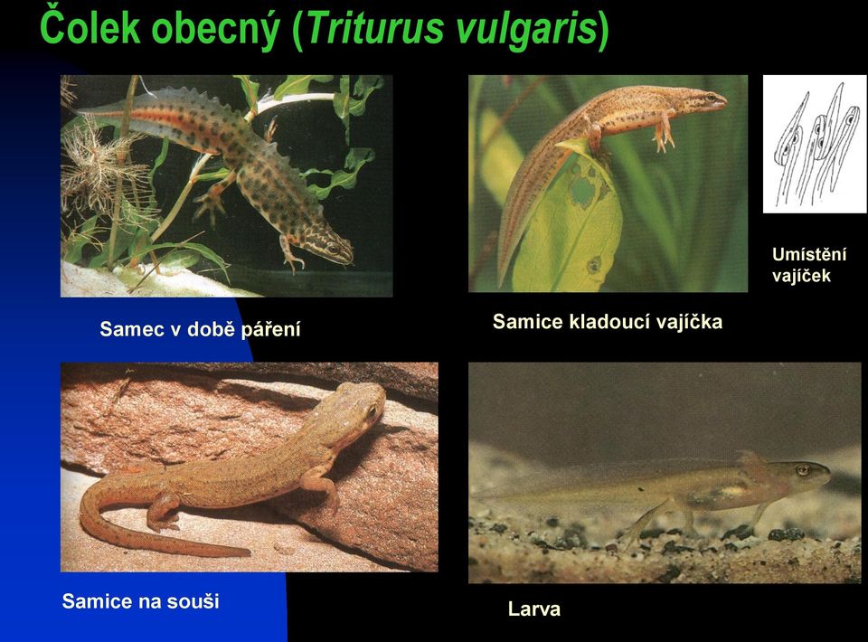 Samec v době páření Samice