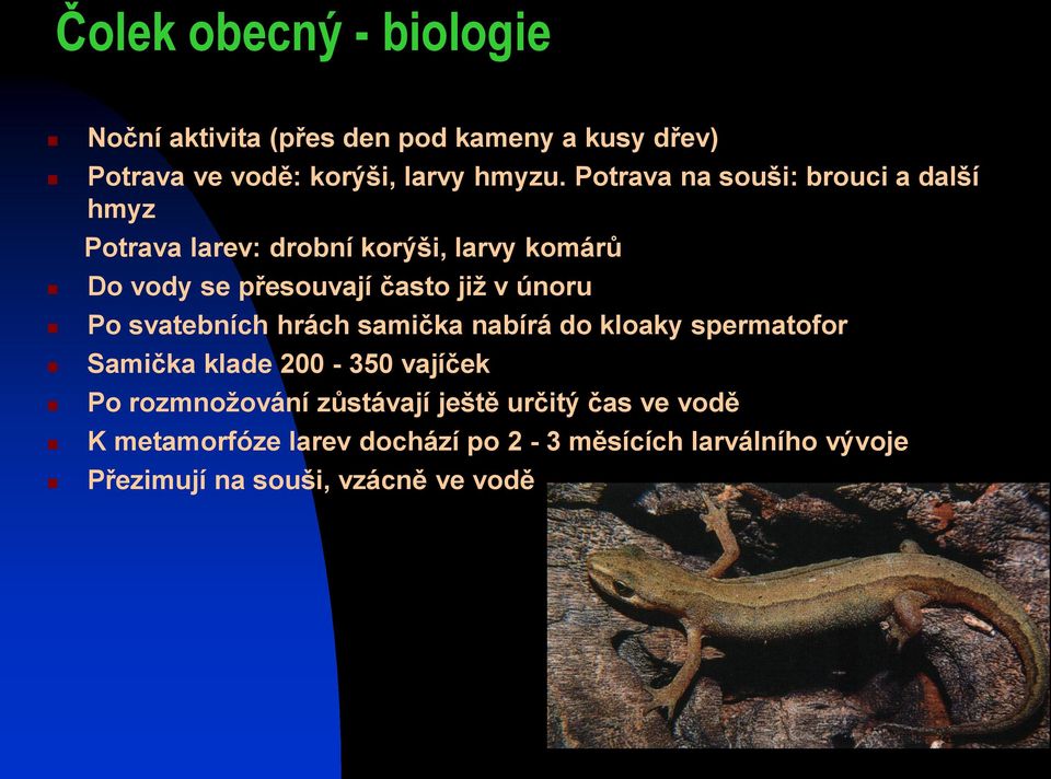 únoru Po svatebních hrách samička nabírá do kloaky spermatofor Samička klade 200-350 vajíček Po rozmnožování