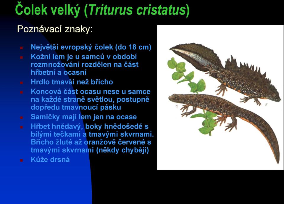 každé straně světlou, postupně dopředu tmavnoucí pásku Samičky mají lem jen na ocase Hřbet hnědavý, boky