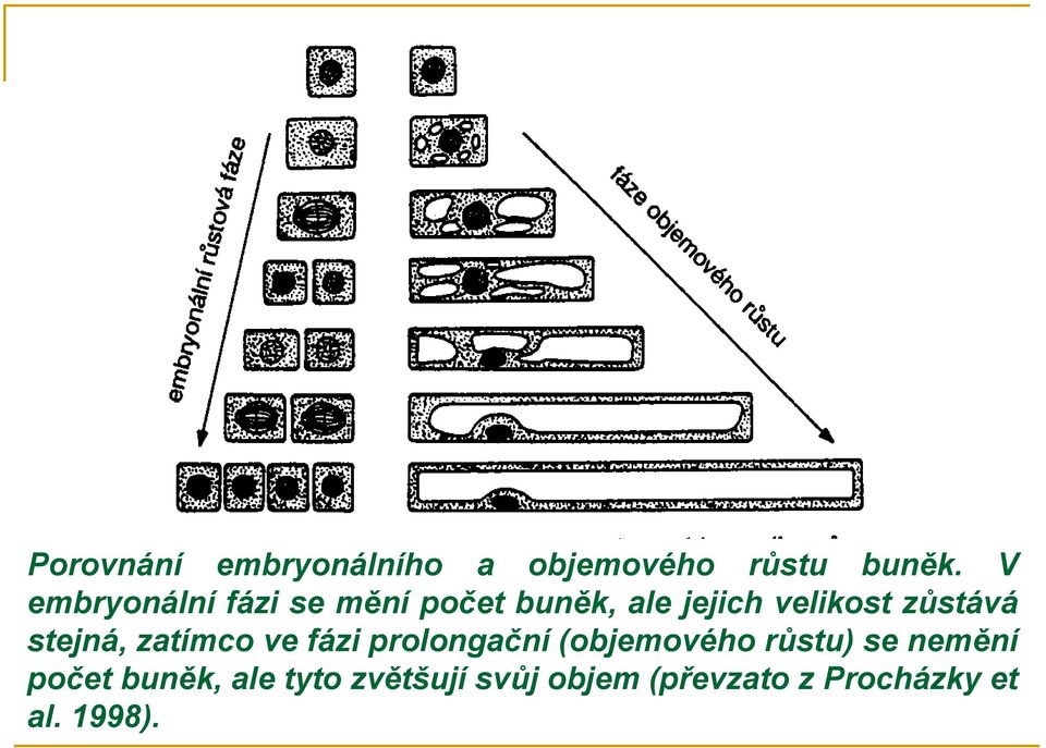 zůstává stejná, zatímco ve fázi prolongační (objemového růstu)