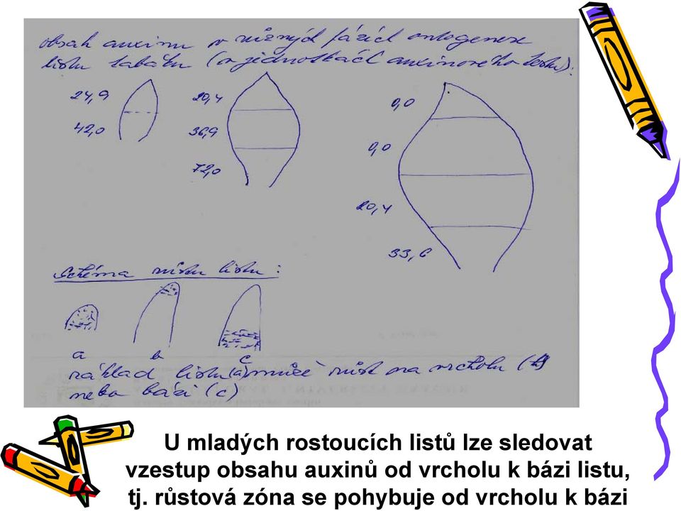 vrcholu k bázi listu, tj.