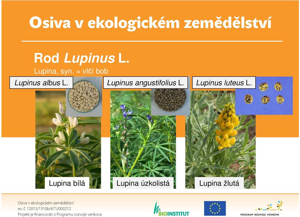 Lupinus angustifolius L.