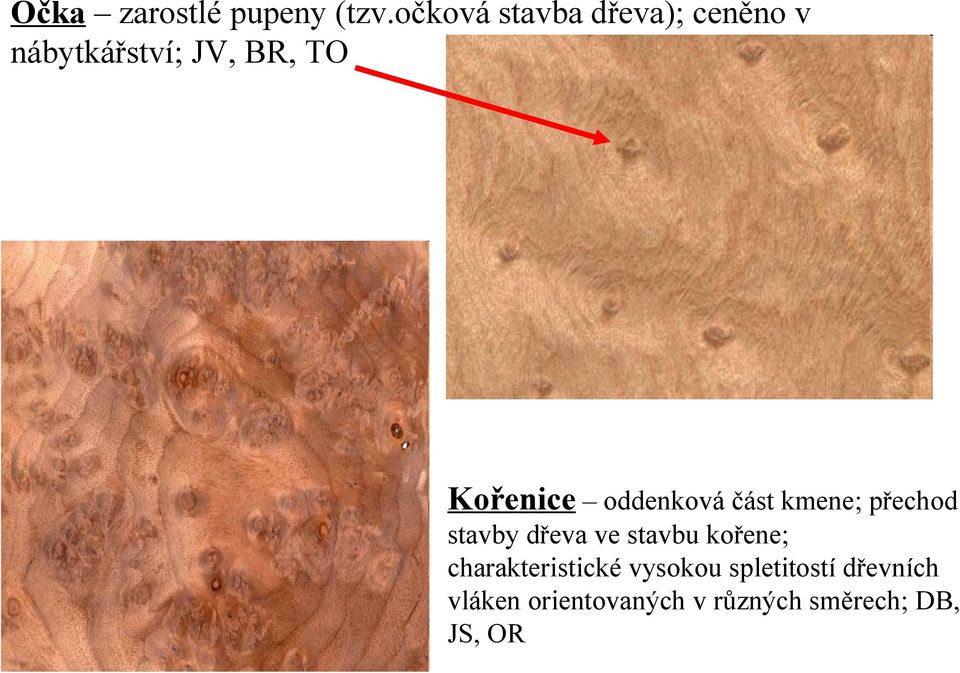 Kořenice oddenková část kmene; přechod stavby dřeva ve stavbu