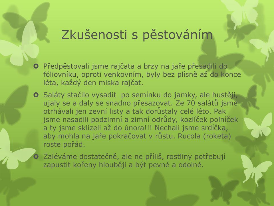 Ze 70 salátů jsme otrhávali jen zevní listy a tak dorůstaly celé léto.