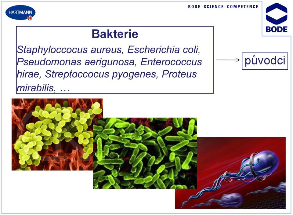 aerigunosa, Enterococcus hirae,