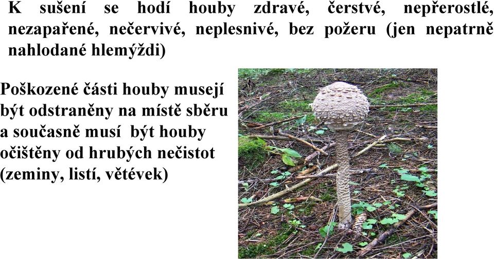 Poškozené části houby musejí být odstraněny na místě sběru a