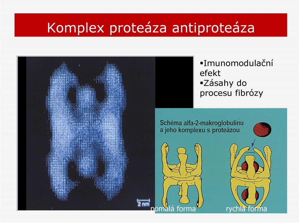 Imunomodulační efekt