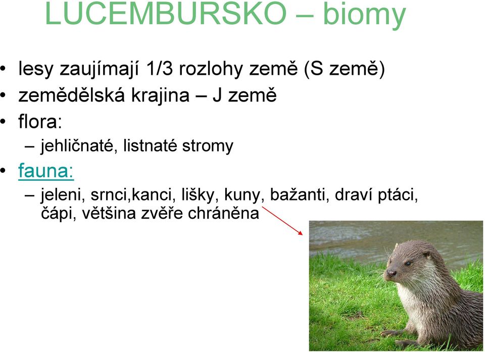 listnaté stromy fauna: jeleni, srnci,kanci, lišky,