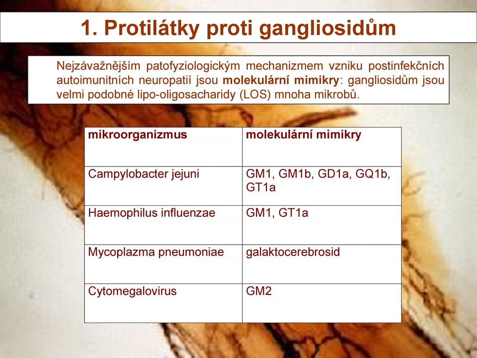 lipo-oligosacharidy (LOS) mnoha mikrobů.