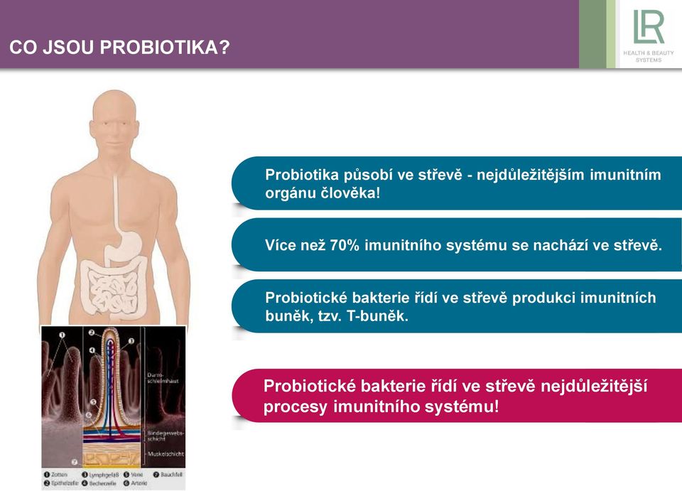 Více než 70% imunitního systému se nachází ve střevě.