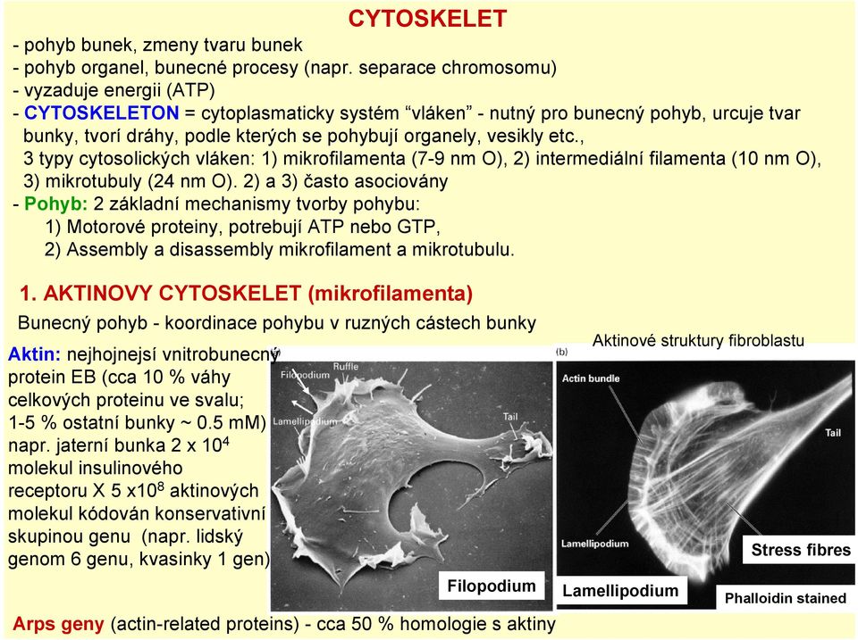 , 3 typy cytosolických vláken: 1) mikrofilamenta (7-9 nm O), 2) intermediální filamenta (10 nm O), 3) mikrotubuly (24 nm O).