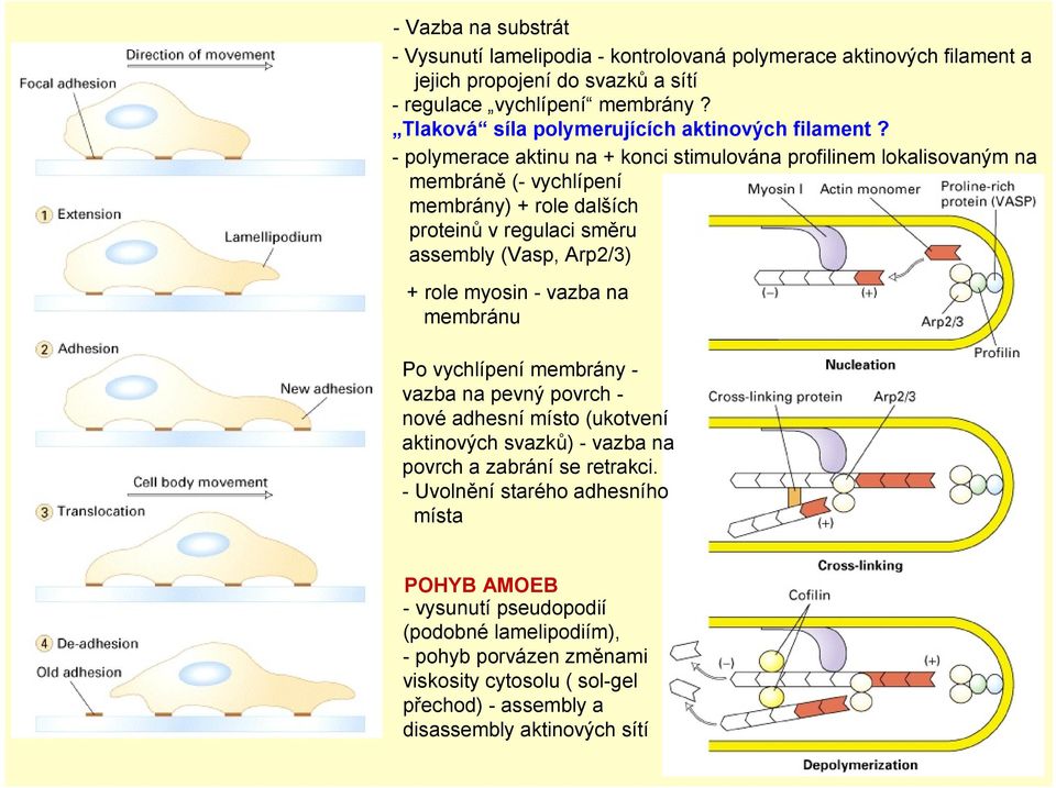 - polymerace aktinu na + konci stimulována profilinem lokalisovaným na membráně (- vychlípení membrány) + role dalších proteinů v regulaci směru assembly (Vasp, Arp2/3) + role myosin -