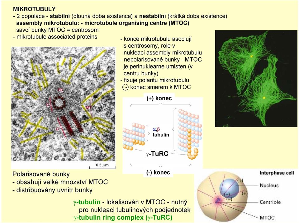 bunky - MTOC je perinuklearne umisten (v centru bunky) - fixuje polaritu mikrotubulu - konec smerem k MTOC (+) konec α,β tubulin γ-turc Polarisované bunky -