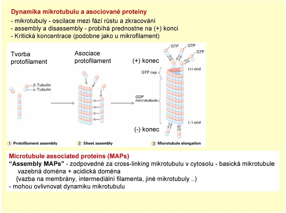 (-) konec Microtubule associated proteins (MAPs) Assembly MAPs - zodpovedné za cross-linking mikrotubulu v cytosolu - basická