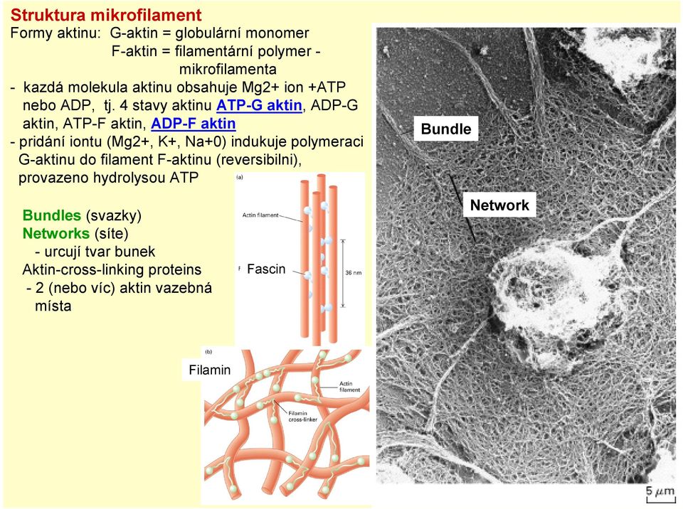 4 stavy aktinu ATP-G aktin, ADP-G aktin, ATP-F aktin, ADP-F aktin - pridání iontu (Mg2+, K+, Na+0) indukuje polymeraci G-aktinu